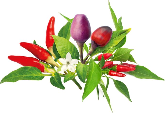 Click & Grow Click and Grow - Smart Garden Refill 9-pack Chili Pepper Mix