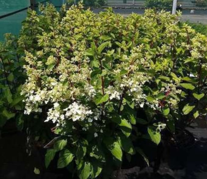 Hydrangea pan. 'Pinky Winky'® - Pluimhortensia 40- 50 cm in pot