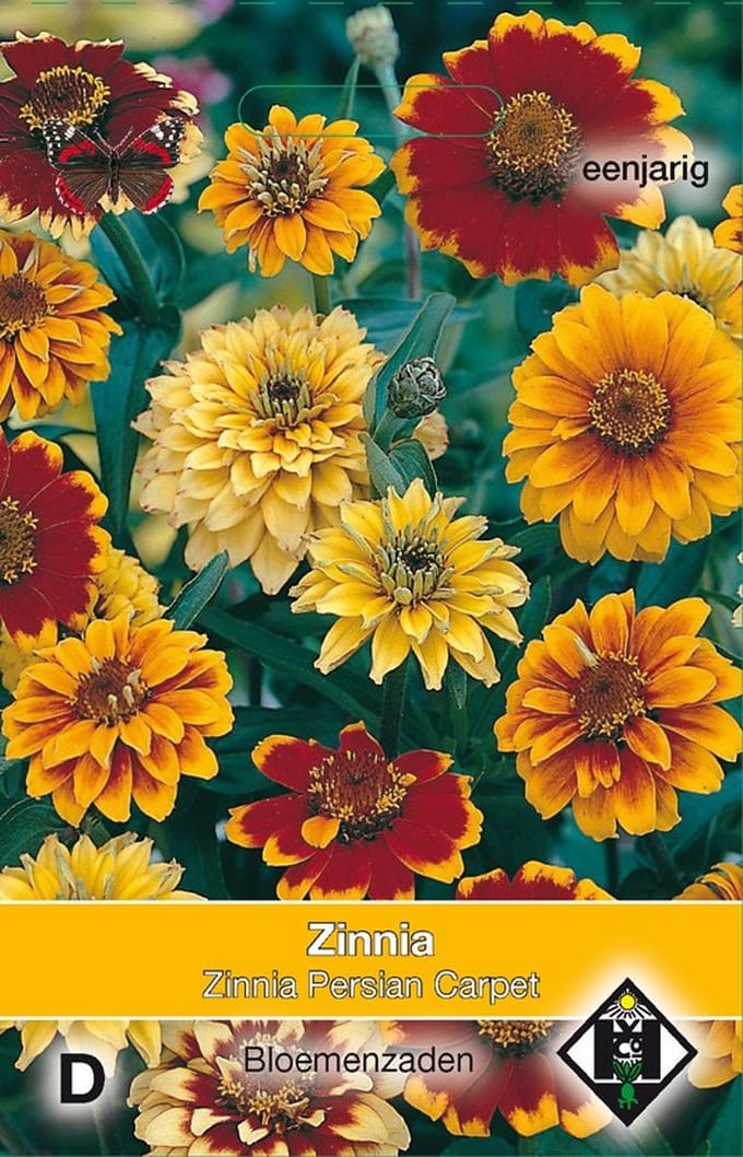 2 stuks - Van hemert co - Zinnia angustifolia Persian Carpet