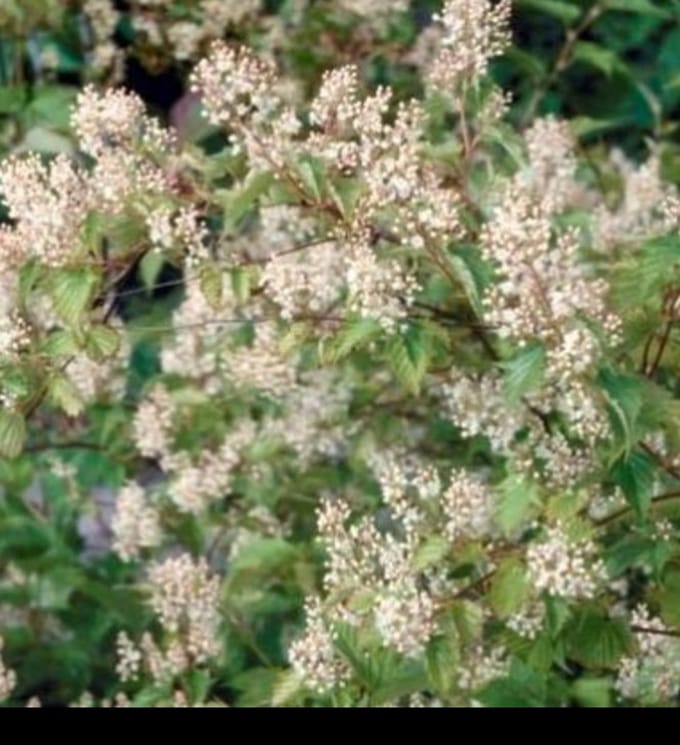 2 x Stephanandra tanakae - Grote Kransspirea 30- 40 cm in pot
