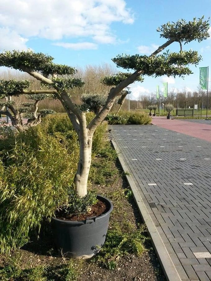 Warentuin natuurlijk - Olijfboom Olea stamhoogte 40 cm en boomhoogt...