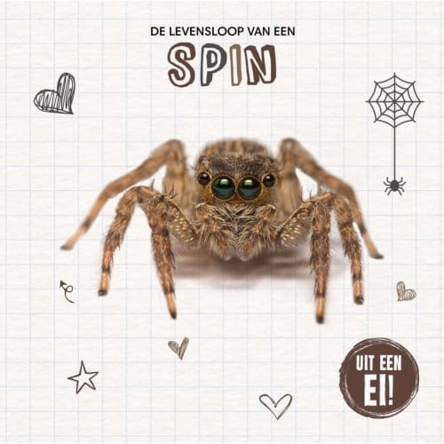 De Levensloop Van Een Spin - Uit Een Ei! - Holly Duhig