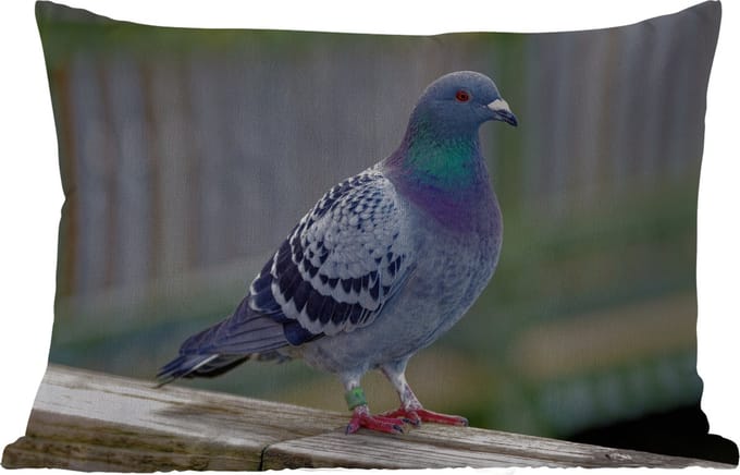 Buitenkussens - Tuin - Duif - Vogel - Paars - Veren - 50x30 cm