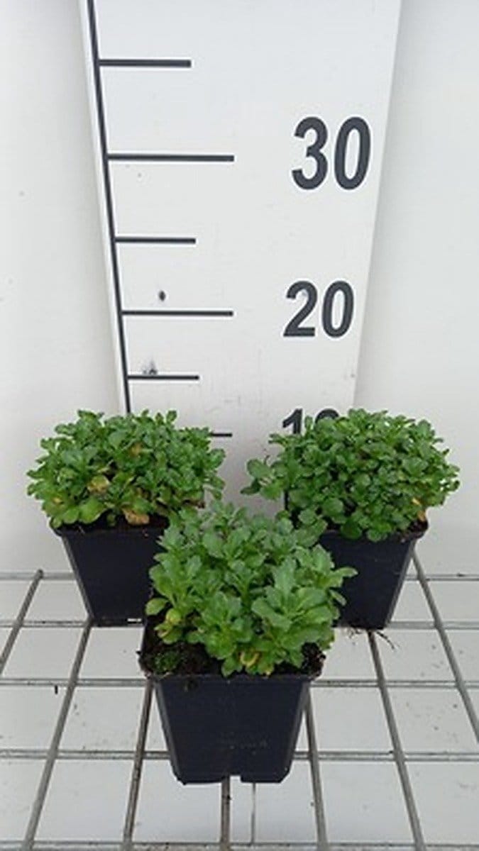 6x Blauwkussen - Aubrieta hybr. 'Bressingham Red' | 9x9 cm pot