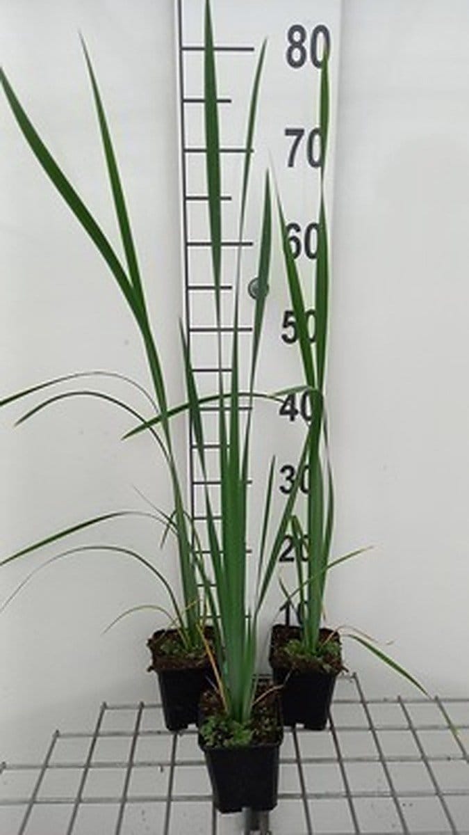 6x Baardloze iris - Iris sib. 'White Swirl' | 9x9 cm pot