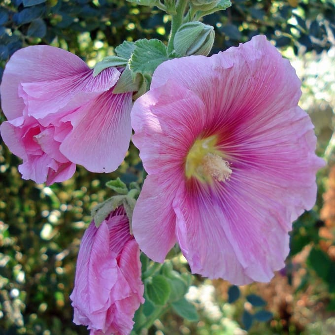 6 x Alcea Rosea 'Rosea'-Stokroos pot 9x9 cm