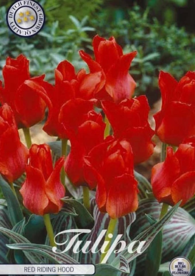 Red Riding Hood Greigii Tulpenbollen 10 stuks bolmaat 12+