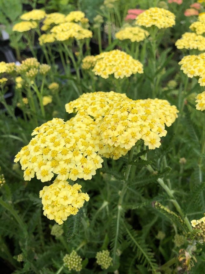 6 x Achillea 'Sunny seduction' - Duizendblad - P9 Pot (9 x 9cm) - Dima Vaste Planten