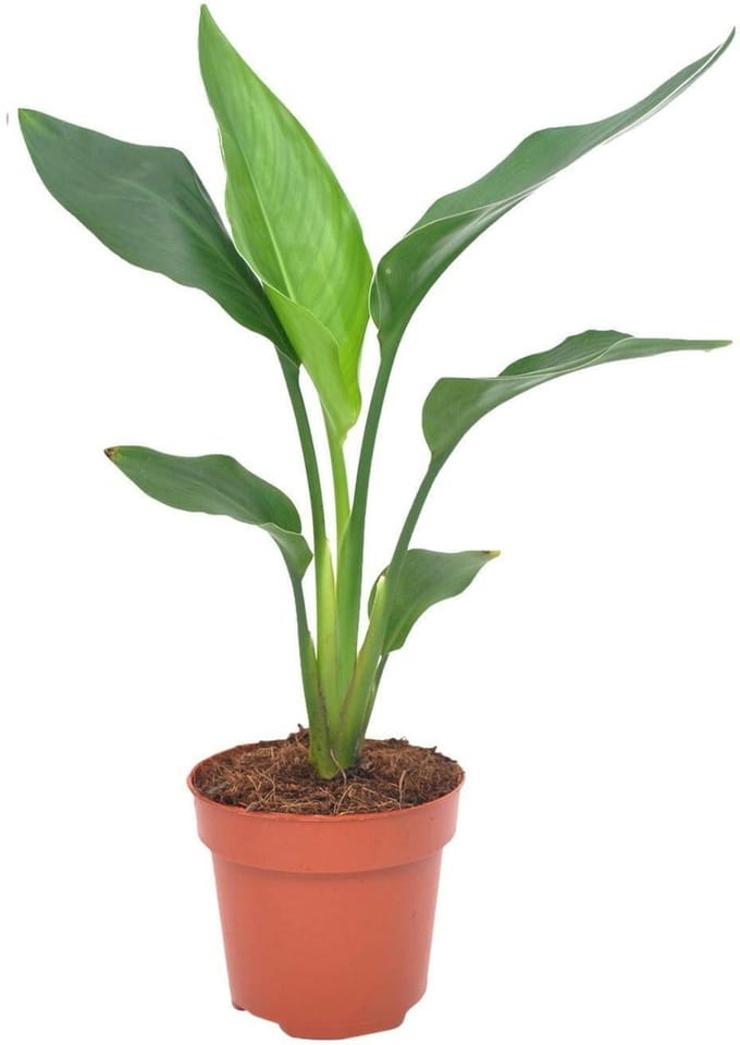 Paradijsvogelbloem 40cm -Ø12 Groene Kamerplant -