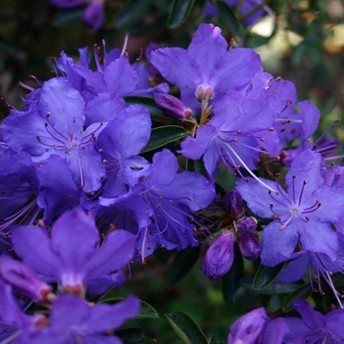 Rhododendron 'Gristede' - Rhododendron 20-30 cm in pot