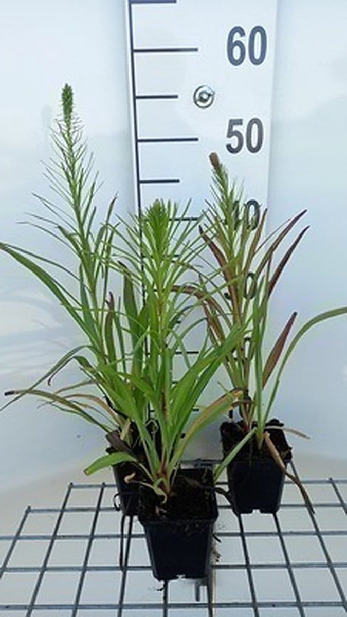6x Lampepoetser - Liatris spic. 'Floristan Violett' | 9x9 cm pot