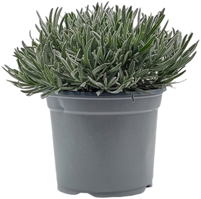 Warentuin natuurlijk - Lavendel Lavandula II