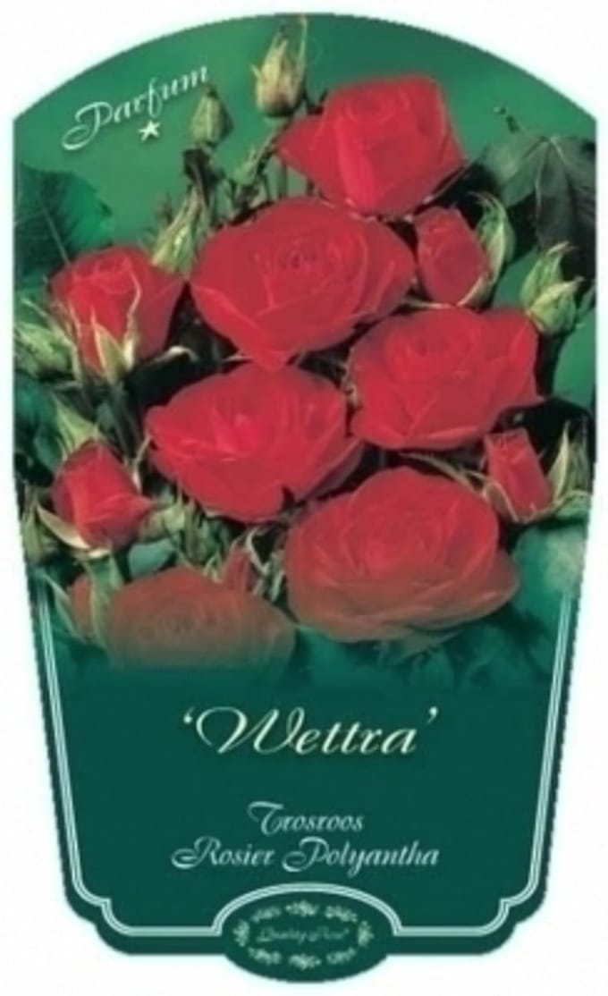 Rosa 'Wettra' - Roos in pot