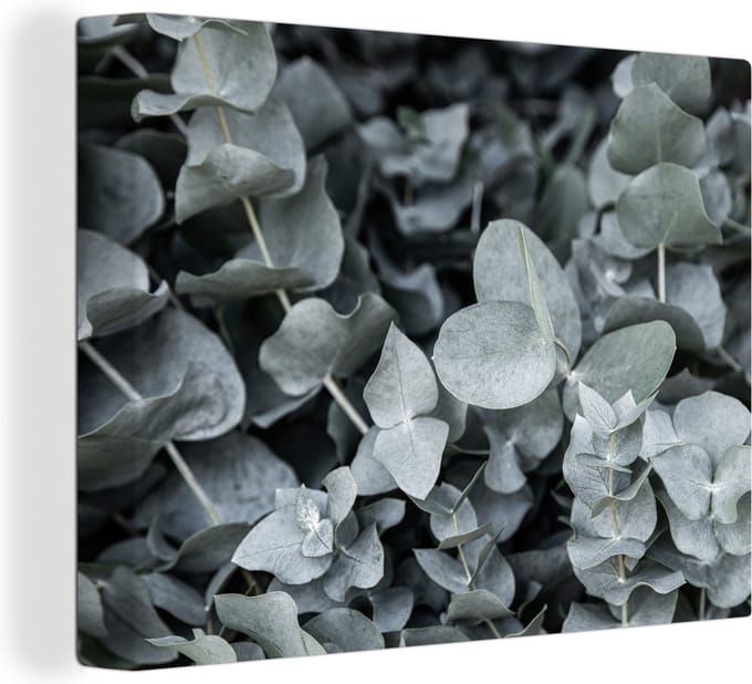 Canvas Schilderij Natuur - Planten - Eucalyptus - Bladeren - 80x60 cm - Wanddecoratie