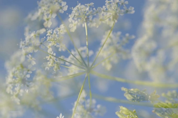 Fotobehang bloeiend Fluitekruid 450 x 260 cm - € 295,--