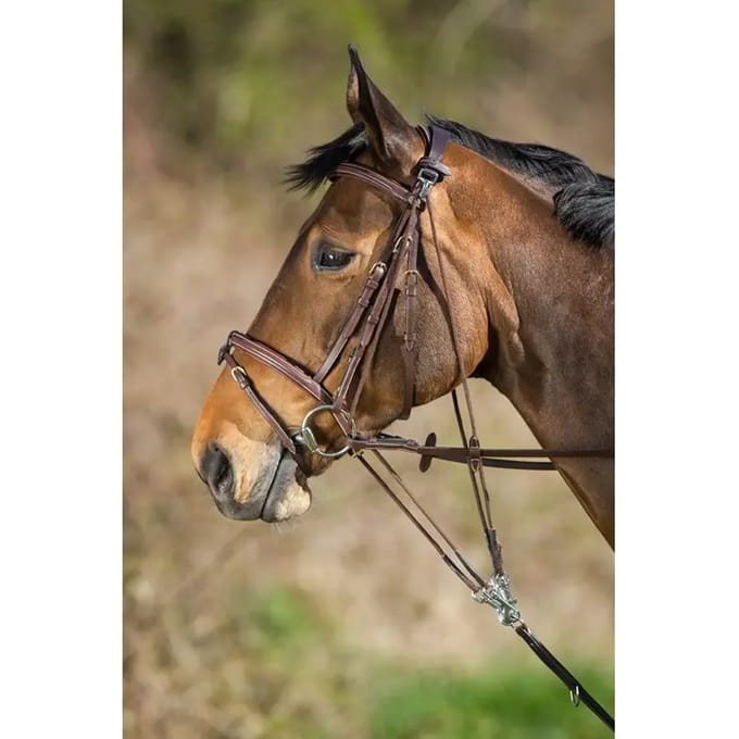 Gogue voor paarden HFI