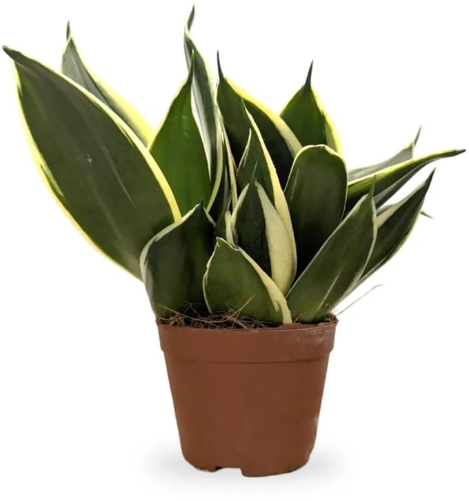 JUNAVERA Sansevieria Hahnii | Compacte vogelnest-sanseveria in 9 cm pot | 15 cm hoge kamer- en terrariumplant