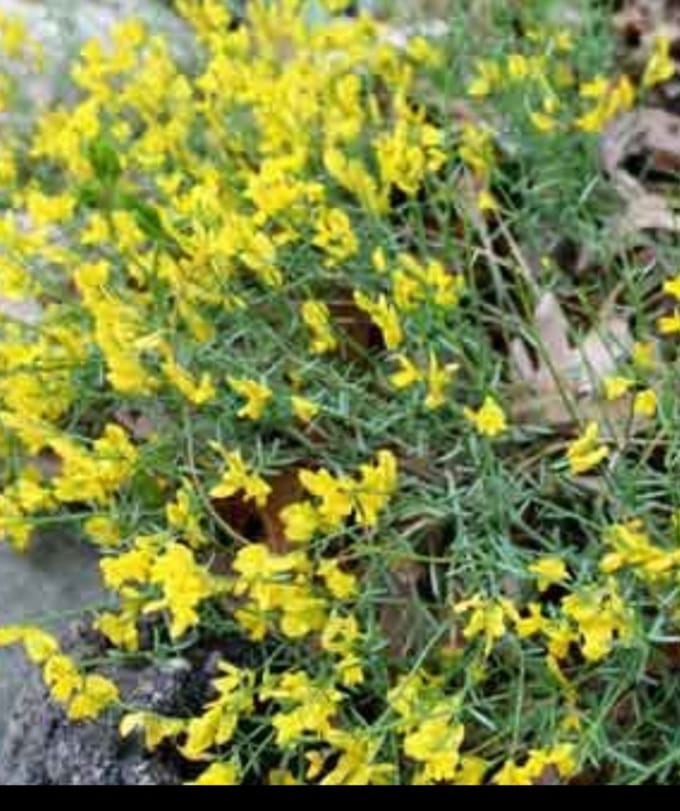 Genista lydia - Heidebrem, Verfbrem 20- + cm in pot