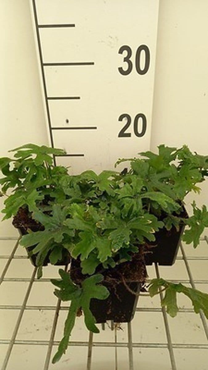 6x Perzische muts - Tiarella hybr. 'Skeleton Key' | 9x9 cm pot