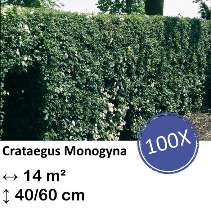 Green Harmony| Crataegus Monogyna - Kale wortel