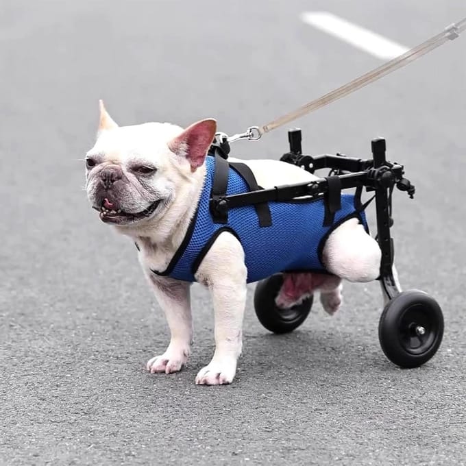Hondenrolstoel - Mobiliteitshulp - Ondersteuning Lopen - Verstelbaar Ontwerp - Kleine Middelgrote - Zilver