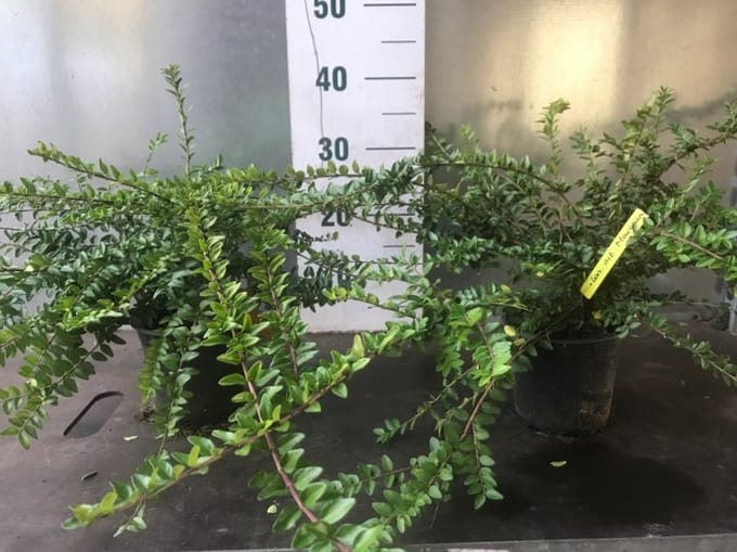 Arbustes de haie - Un ensemble 3 - Lonicera nitida 'Maigrün' - (1.5L) 30-40 cm