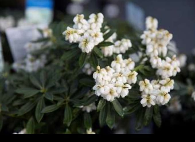 Pieris jap. 'Debutante' - Rotsheide 'Debutante' , Lavendelheide 30- 40 cm in pot