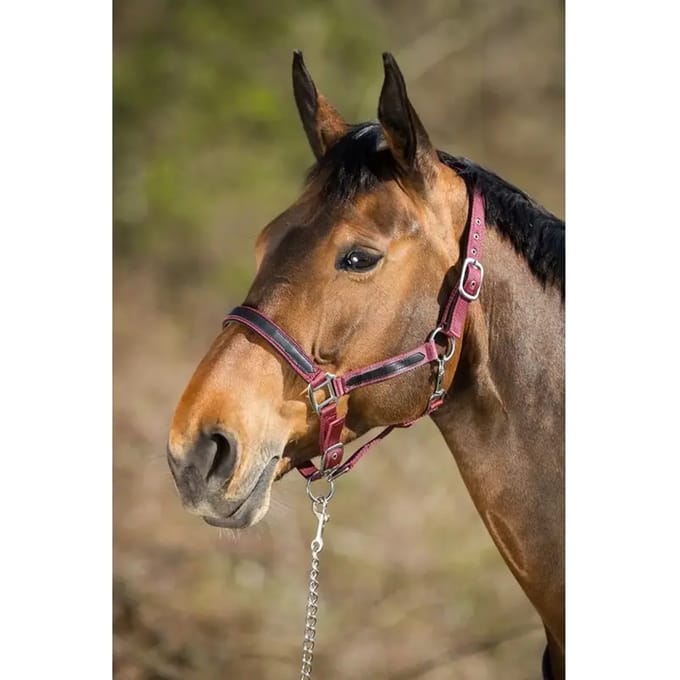 Halster voor paarden HFI First