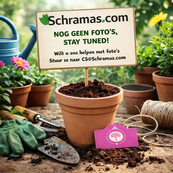 Set van 4 Appelbessen - Aronia arbutifolia 'Brilliant' - Hoogte 25cm - 9cm pot