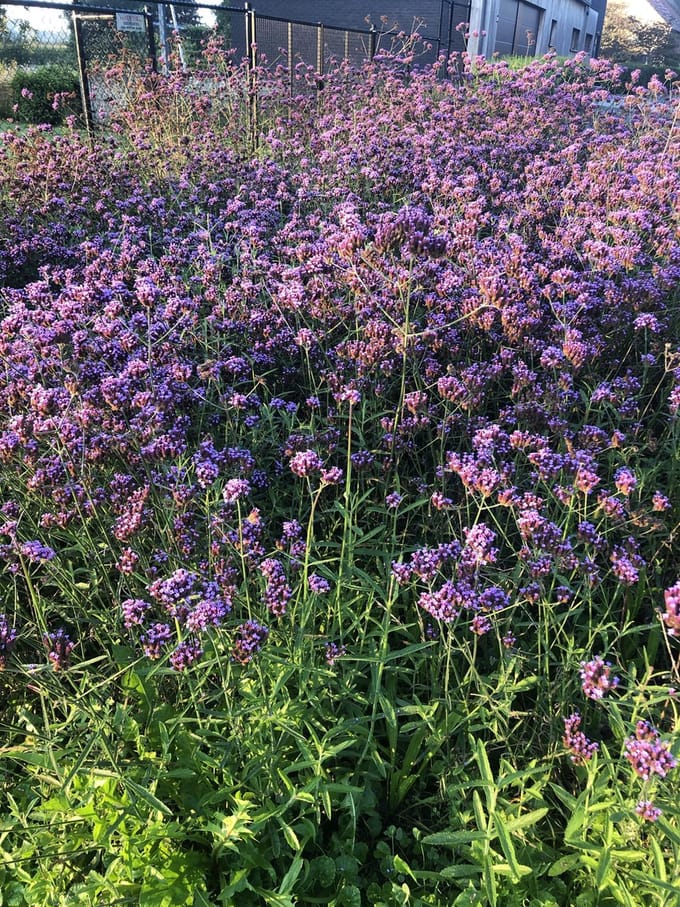 12 x Verbena Lollipop - IJzerhard in 9x9cm pot