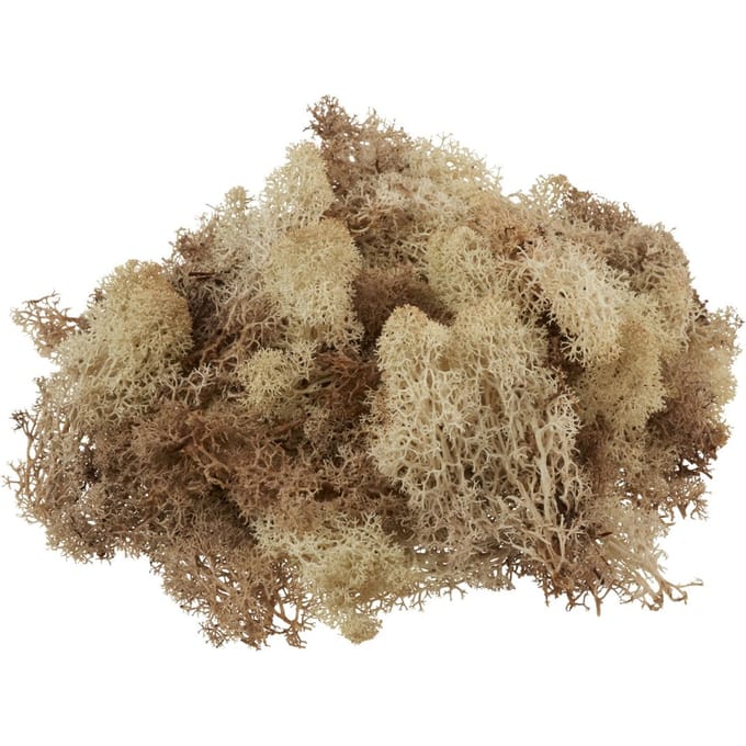 VBS Ijsland mos, 100 g - Natuur