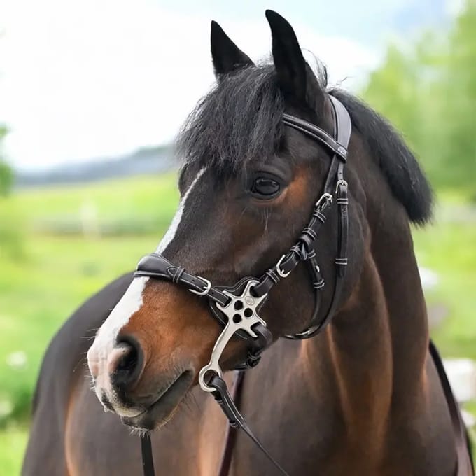 Anatomische Bitloze Teugel voor Paard Jump'In Hackamore Origin