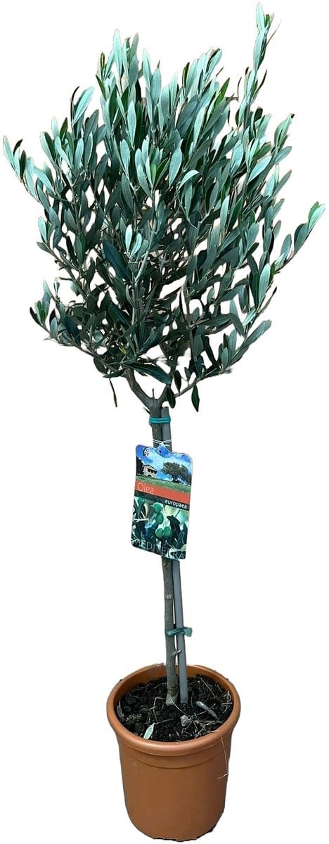 Olea europaea - Hoogte 100cm - Pot 19cm