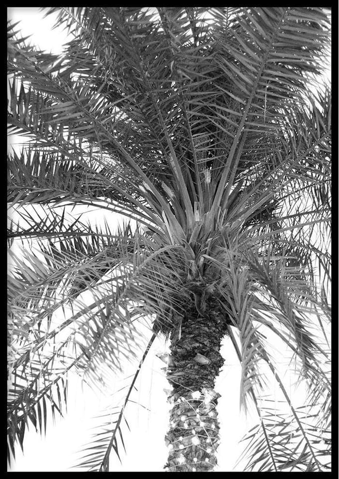 Poster Palmboom - 30x40 cm - Palmboom Poster - WALLLL