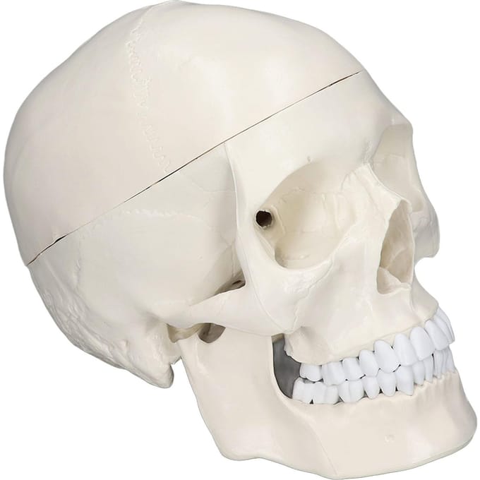 Simulatie 1:1 Menselijk Hoofd Schedel Model Afneembaar PVC Schedel Model voor Anatomie Leercursus white