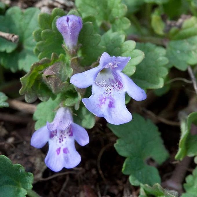 6 x Glechoma Hederacea - Hondsdraf pot 9x9cm - Kruipende bodembedekker