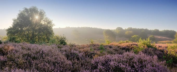 Fotobehang Heide op de Posbank 450 x 260 cm - € 295,--
