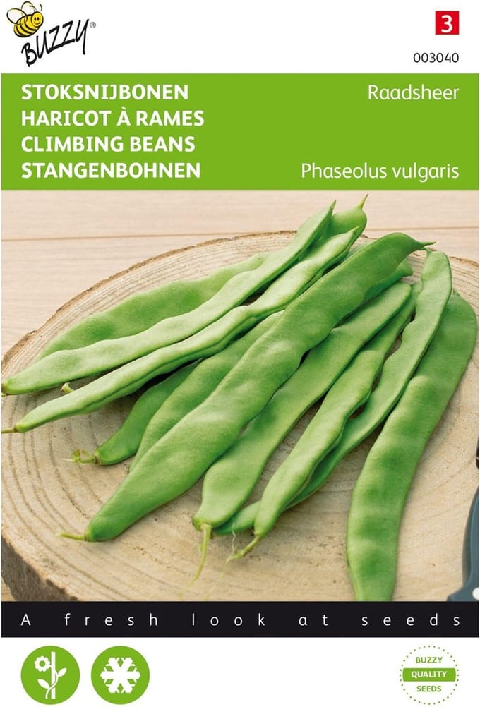 Sperzieboon (Phaseolus vulgaris) - Stoksnijbonen Raadsheer, type Veense - Buzzy - Moestuin - bloeit in Augustus / September