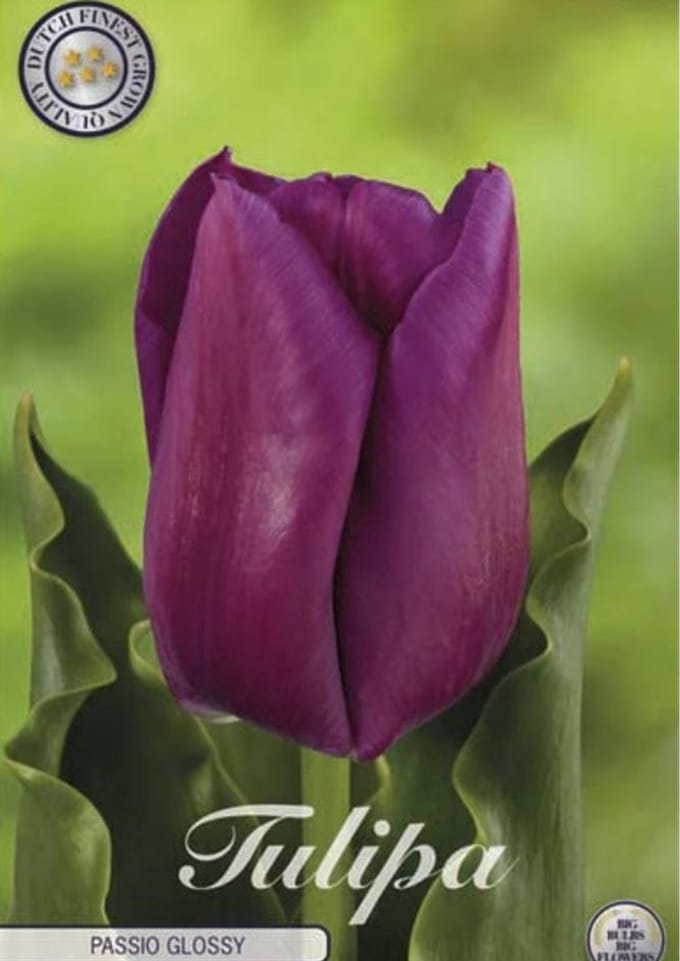Dutch Finest Quality bloembollen - Tulpen Tulp Triumph Passio Glossy x7 12/+s