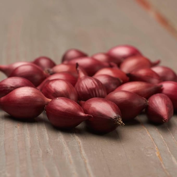 Plantui - Karmen - 500 gram - Rood - Uien voor Tuin - Bollen om te Planten - Voor de Moestuin