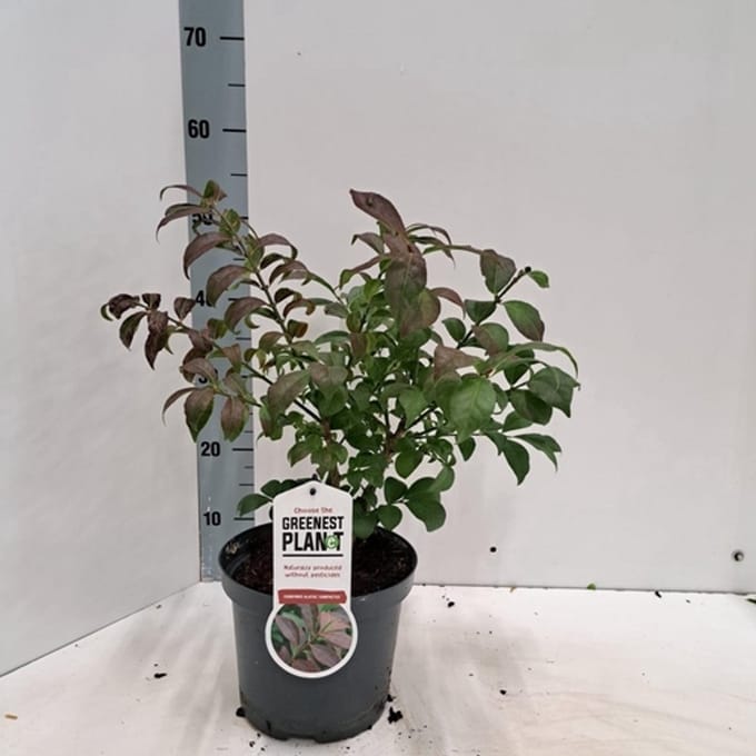 1 x Euonymus al. 'Compactus' - Kardinaalshoed, Dwerg Kardinaalsmuts 40- 50 cm in pot