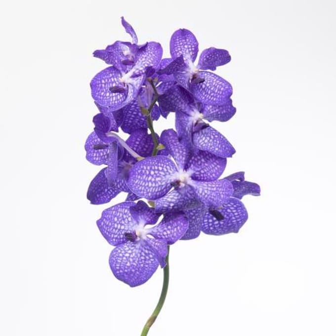 16x Vanda kan.magic blue