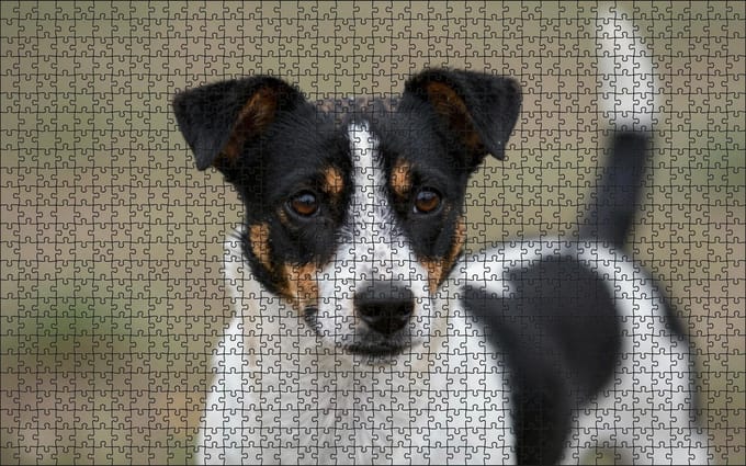 Puzzel Zwart/witte Jack Russell | 1000 stukjes | Dierenpuzzel | Hondenpuzzel