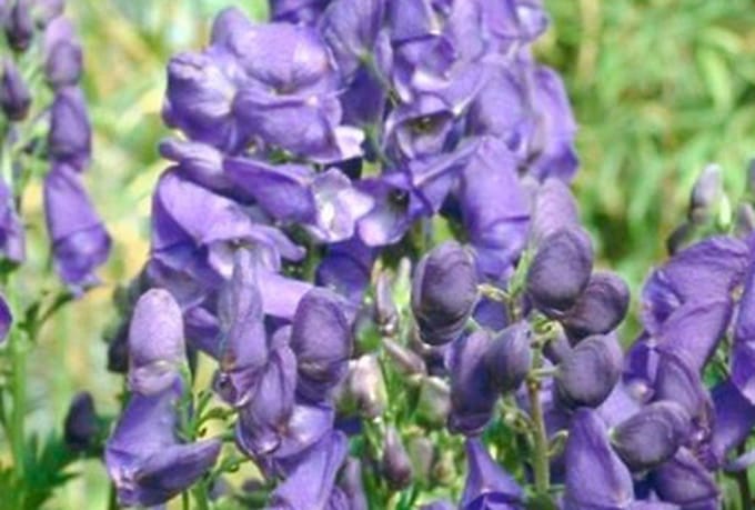 6x Monnikskap - Aconitum carm. 'Arendsii' | 9x9 cm pot