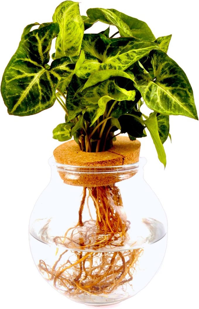 Intenz | Bolglas | Syngonium Pixie | Hydroponie | Mangrove