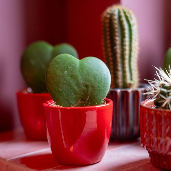 Plant set van 3 met mini pot - Love - Coffea Arabica - roze/rood - Ø 6 cm