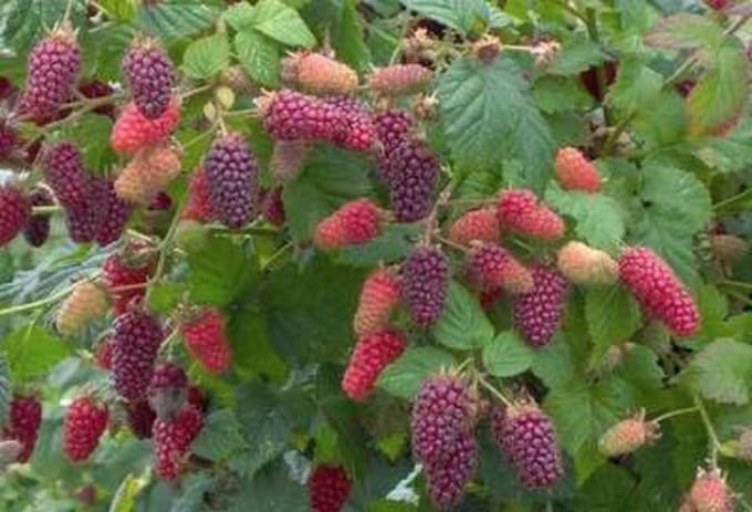 Rubus 'Tay(berry)' - Taybes, Braamboos in pot