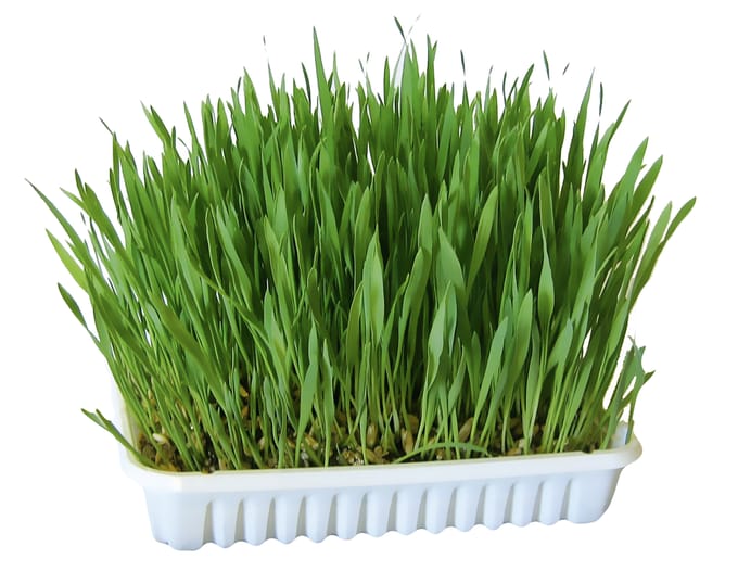 100g Knaagdiergras