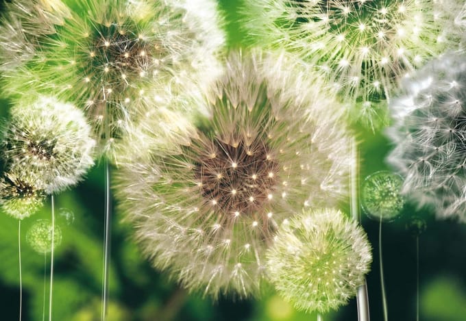 Fotobehang Dandelion | PANORAMIC - 250cm x 104cm | 130g/m2 Vlies