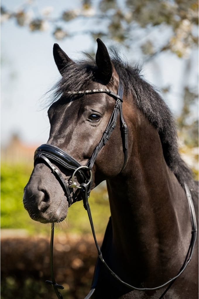 HB - Hoofdstel - Evalira - Zwart / Grijs Glitter - Pony